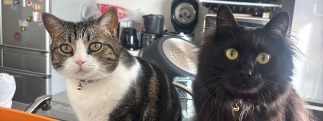 あほ担当の天月桃寧@Tagちゅー❤︎さんの壁紙画像