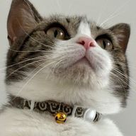 天月桃寧@ミゥ・サファイア 名前変えたの意さんのアイコン画像