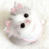 もぎゅ(リクエスト受け付け❌)さんのアイコン画像
