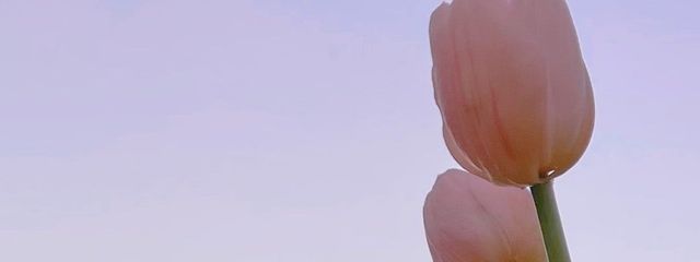 みー 🥨🍂さんの壁紙画像