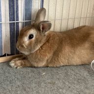 奈　🌸📚🪄さんのアイコン画像