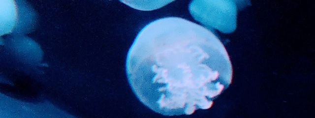 淑雅 るみあ🎗️🖇️#名前、アイコン、FM、FN変え中さんの壁紙画像