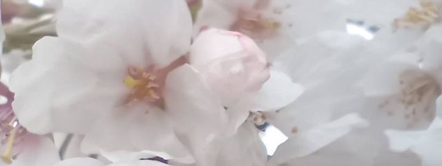 pinkumaさんの壁紙画像