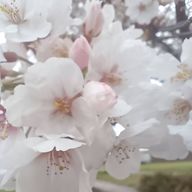 pinkumaさんのアイコン画像