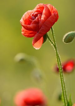 告白は1輪の花で