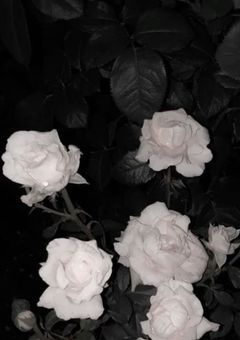 インキュンバス___♡♡