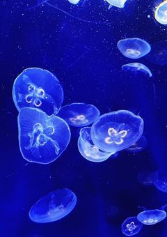 夜中0時、漂うクラゲ