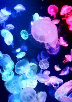 【総長様溺愛中につき】ある双子とNobleの1人は従姉妹どうしで辛い過去がある