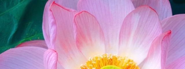 せな@さようならさんの壁紙画像