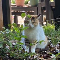 あんみつさんのアイコン画像