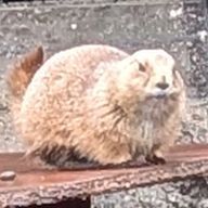 ぴょんちゃ さんのアイコン画像