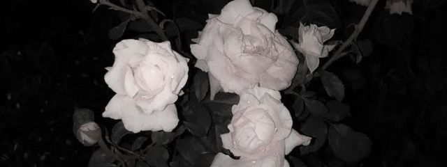 THEREさんの壁紙画像