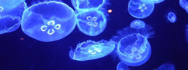 とんぼ＠ちょい低浮さんの壁紙画像