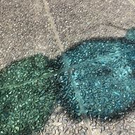 名無しの苔さんのアイコン画像