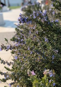 ME:I 夢主短編集