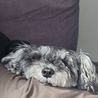 いぬまれかきさんのアイコン画像