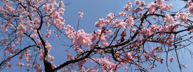 音月 無異さんの壁紙画像