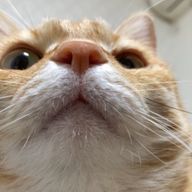 あんこさんのアイコン画像