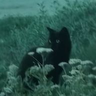 ₊˚⊹♡₊˚💙₊˚♡⊹˚₊さんのアイコン画像