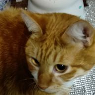 りんたろ𓃠さんのアイコン画像