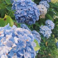 macaronさんのアイコン画像