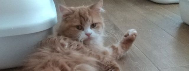 ルカ姉さん☆さんの壁紙画像