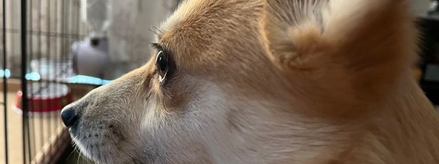 キキ丸🐶✨さんの壁紙画像