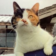 ゆきみだいふくさんのアイコン画像