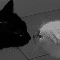 彗亜さんのアイコン画像