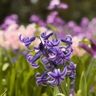 藍さんのアイコン画像