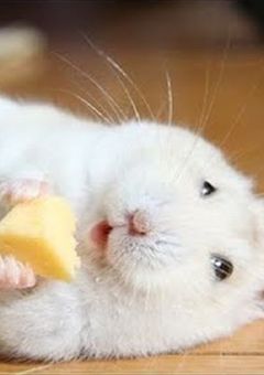 ｱﾏﾃﾗｽﾐﾂｺ🧠✨界隈