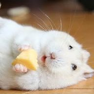 ｱﾏﾃﾗｽﾐﾂｺ🧠✨さんのアイコン画像