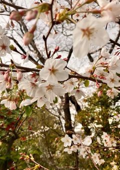 梅の花。ファンクラブ