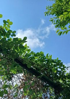 ( 新 ) 雑談 部屋 .ᐟ.ᐟ