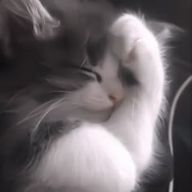 ねこにこばんさんのアイコン画像