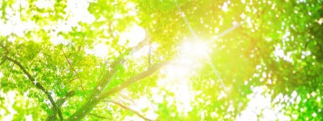 ゆりさんの壁紙画像