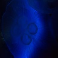 羊チョコ🐑💤🍫さんのアイコン画像