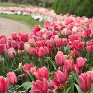 ckkさんのアイコン画像