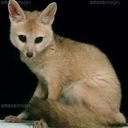 inarzaki🍓🍫🦊🐾ᩚ