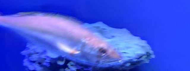 ライト（物語垢）さんの壁紙画像