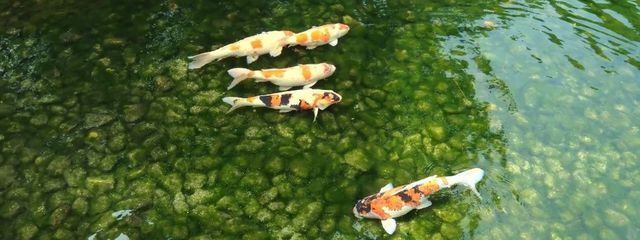 風ヲ詠厶さんの壁紙画像