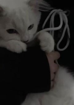 　捨て猫、まさかの人間でした　