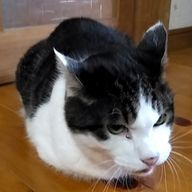 弦鐘さんのアイコン画像