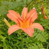 おゆ式さんのアイコン画像