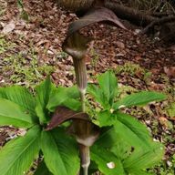 おゆ式さんのアイコン画像