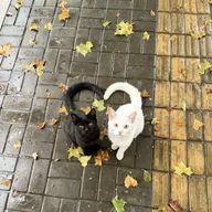 青陽-haruhi-さんのアイコン画像