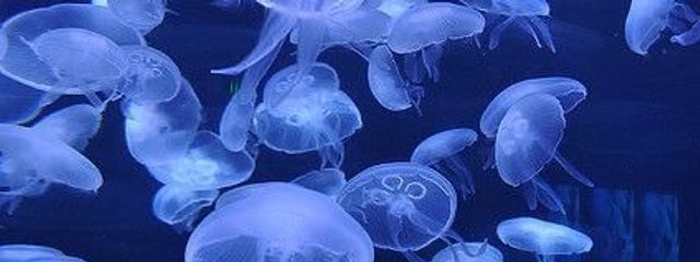 窓ガラスさんの壁紙画像