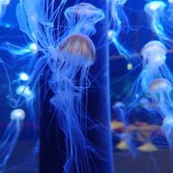 海月さんのアイコン画像