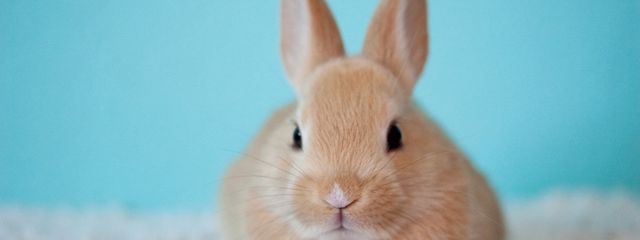 うさだんごさんの壁紙画像