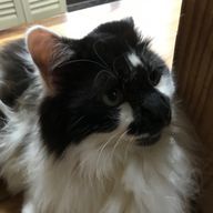 抹茶꒰ 🍵 ꒱さんのアイコン画像